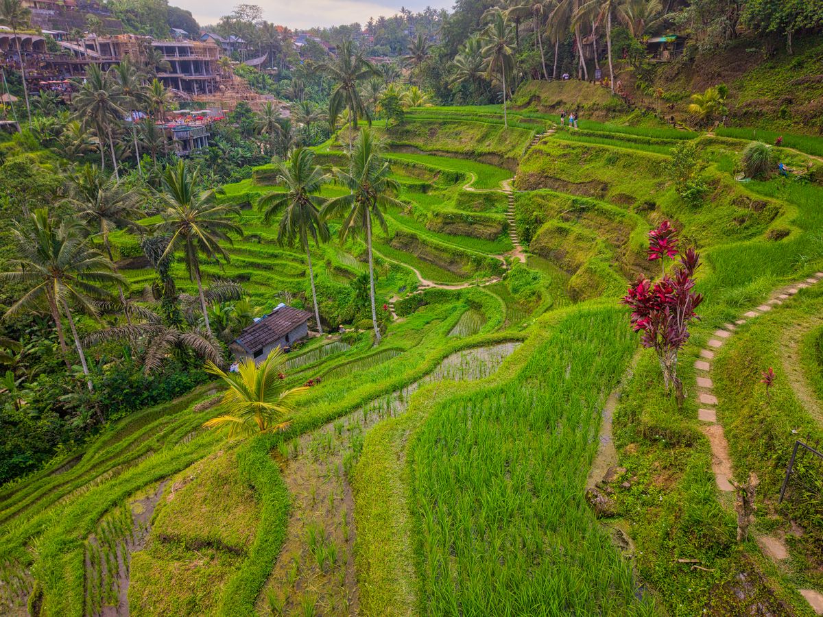 The Practice Bali